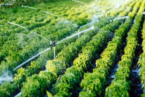 Agritech