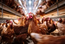 Nigeria livestock sector, agricultural development, livestock reforms, Abuja Chamber of Commerce, Nigeria agriculture, livestock trade fair,