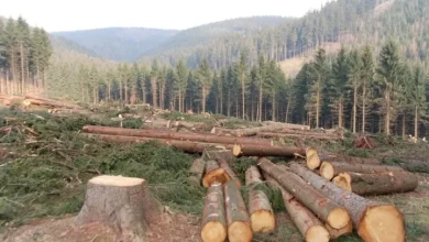 Deforestation