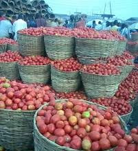 Tomatoes