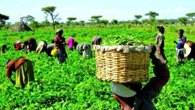 Farmers-at-Work-in-their-Various-Farms
