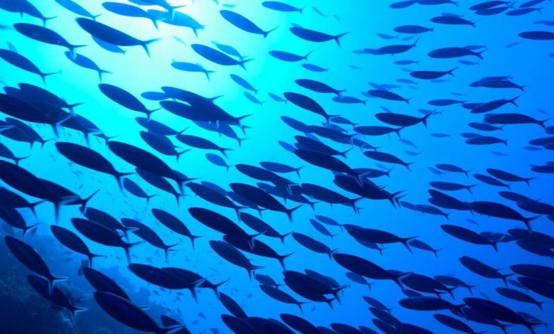 blue-fish-scaled-