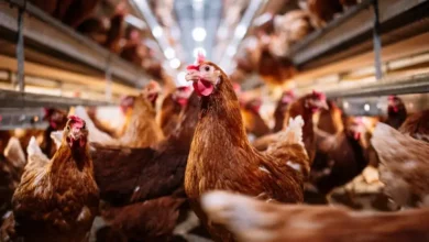 Nigeria livestock sector, agricultural development, livestock reforms, Abuja Chamber of Commerce, Nigeria agriculture, livestock trade fair,