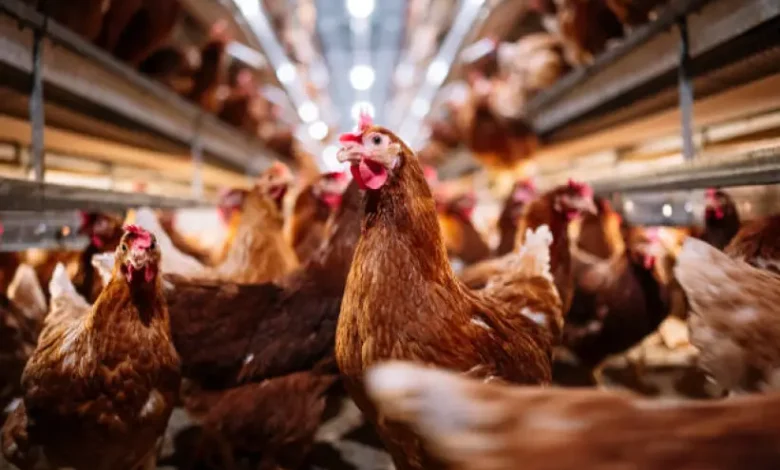 Nigeria livestock sector, agricultural development, livestock reforms, Abuja Chamber of Commerce, Nigeria agriculture, livestock trade fair,