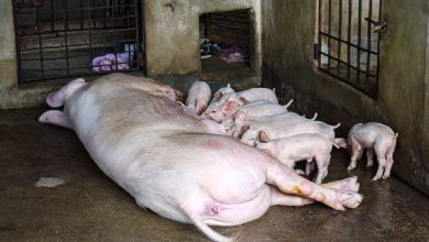 Laos steps up ASF control