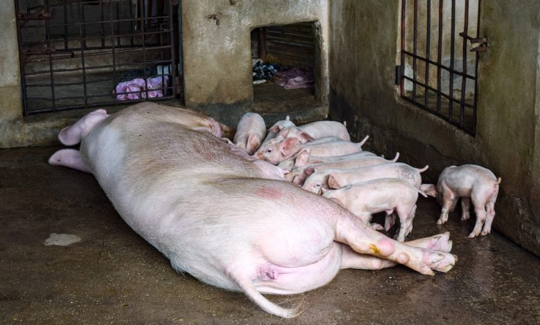 Laos steps up ASF control