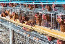 Poultry sector key to food security
