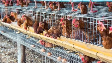 Poultry sector key to food security