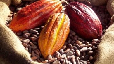 Cocoa farmer in court over alleged N3.9m fraud