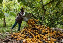 FG woos EU for cocoa expansion