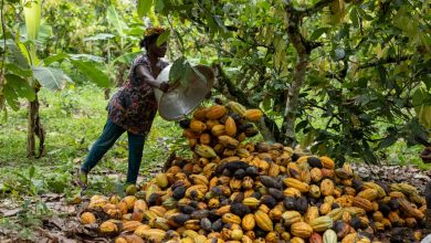 FG woos EU for cocoa expansion