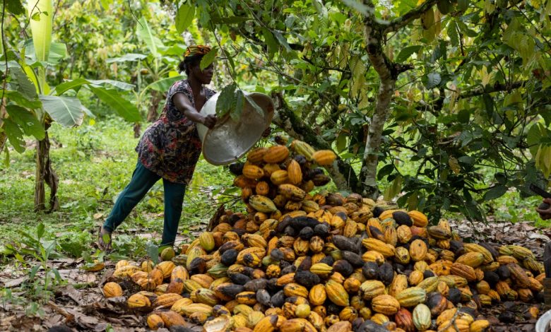 FG woos EU for cocoa expansion